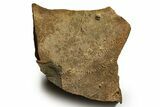 Cruziana (Fossil Trilobite Trackway) - Morocco #375327-1